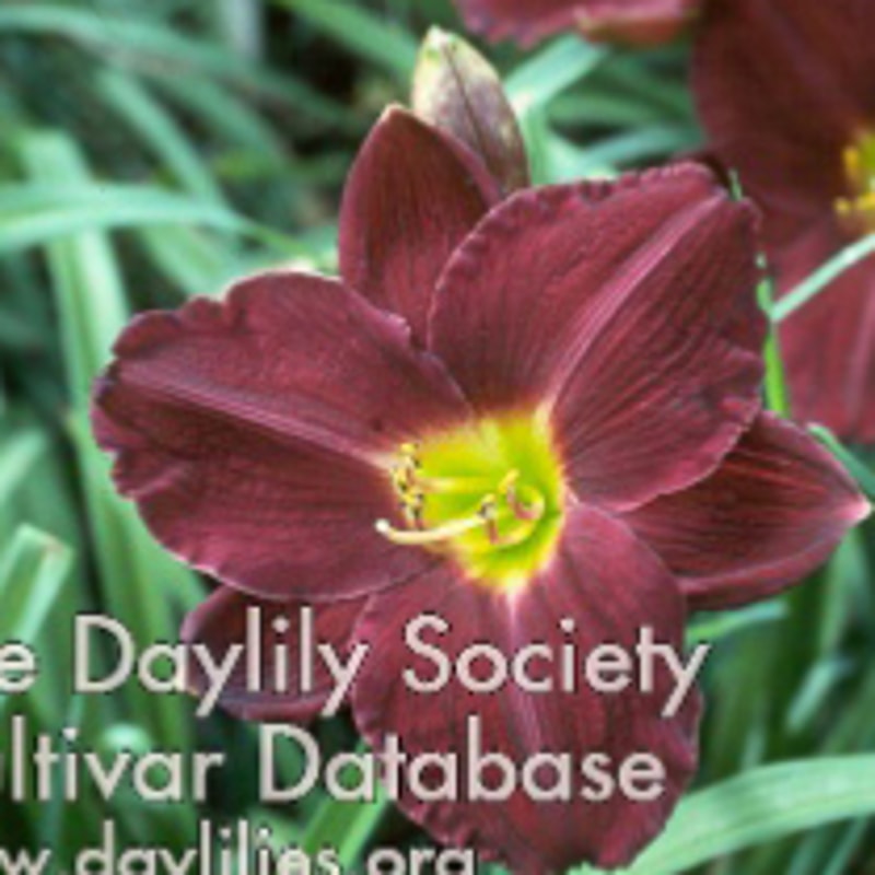 Antietam daylily bloom