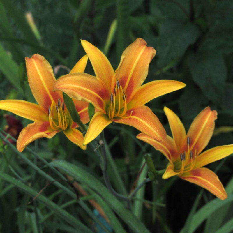 Autumn Minaret daylily bloom