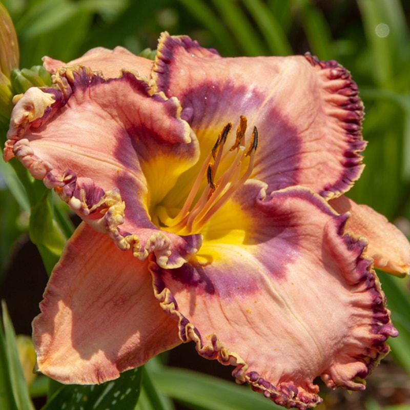 Ancient Times daylily bloom