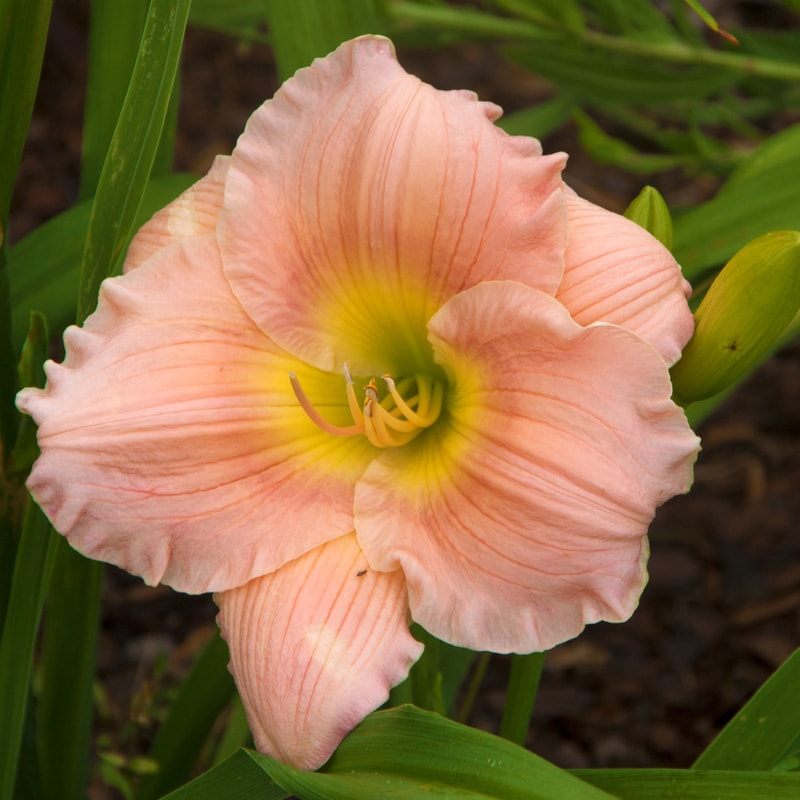 Barbara Mitchell daylily bloom