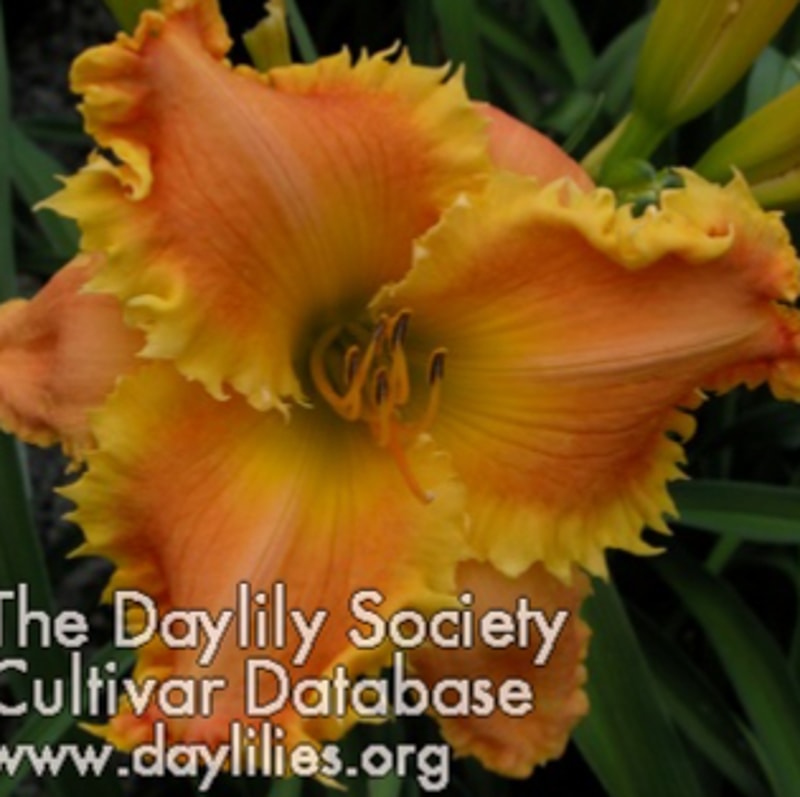 Bass Gibson daylily bloom