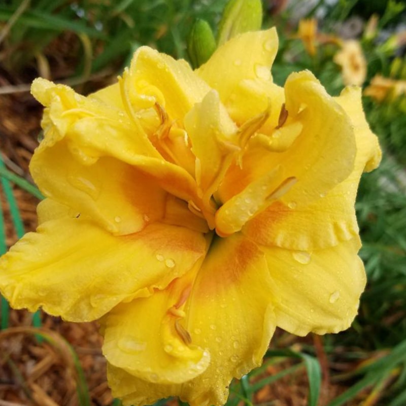 Bob Loves Barbara daylily bloom