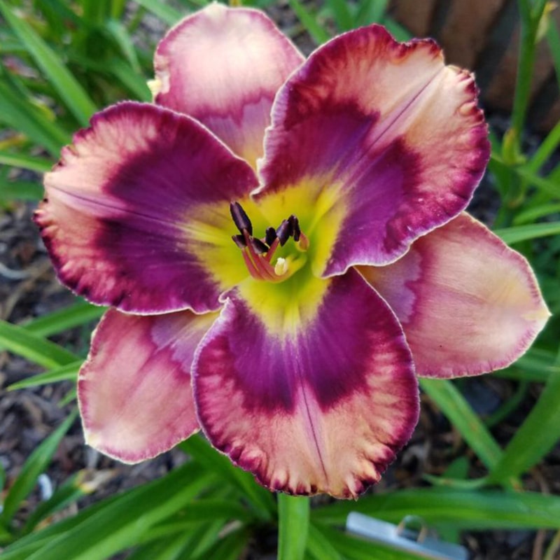 Boomerang Effect daylily bloom