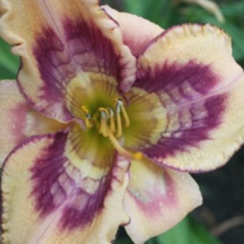 Border Skirmish daylily bloom