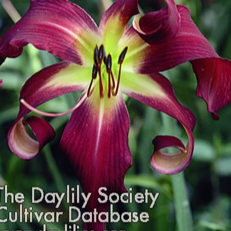 Brooklyn Twist daylily bloom