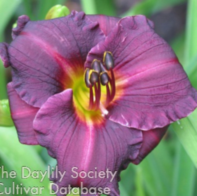 Brookwood Black Kitten daylily bloom