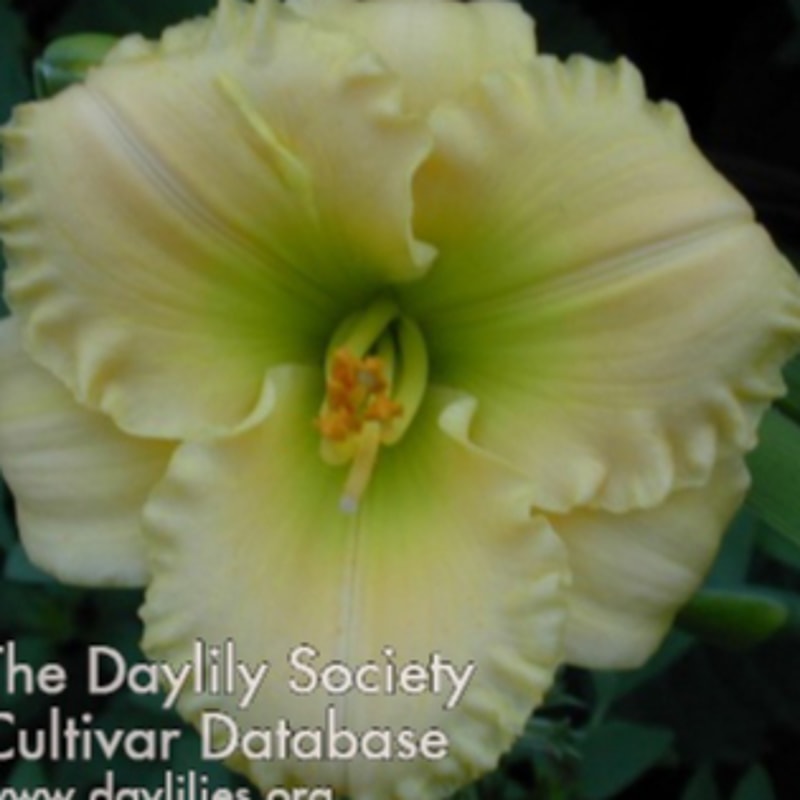 Brookwood Wow daylily bloom