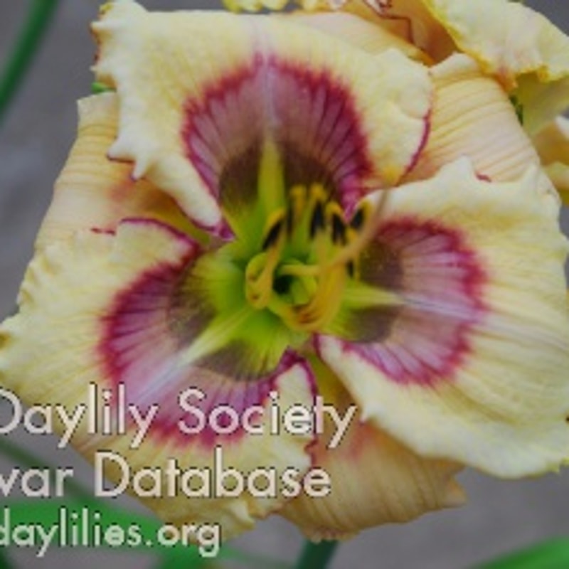 Charcoal Eyes daylily bloom