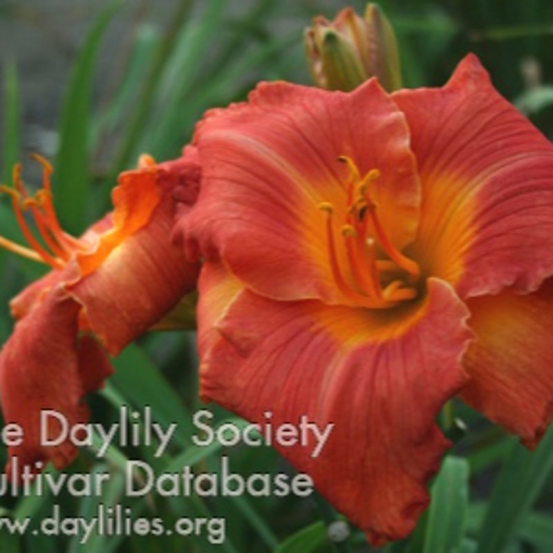Chastity Lynn daylily bloom
