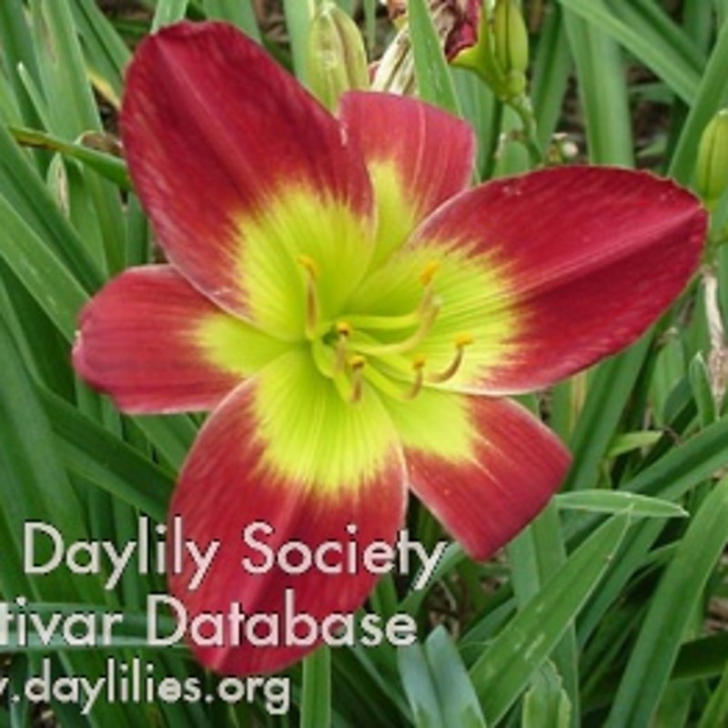 Christmas Is daylily bloom