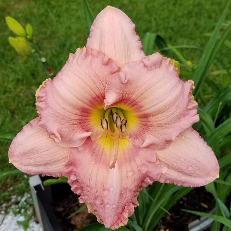 Corinthian Pink daylily bloom