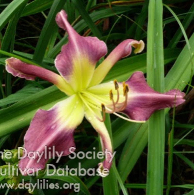 Course of Action daylily bloom