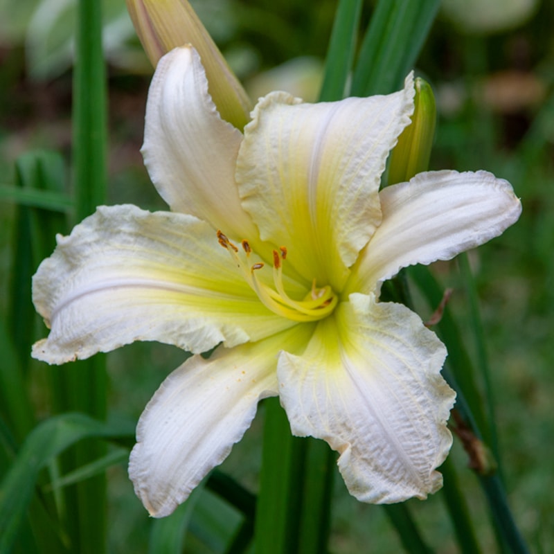Cracker's Purr Effect daylily bloom
