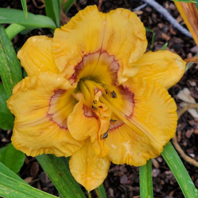 Curious Cutie daylily bloom