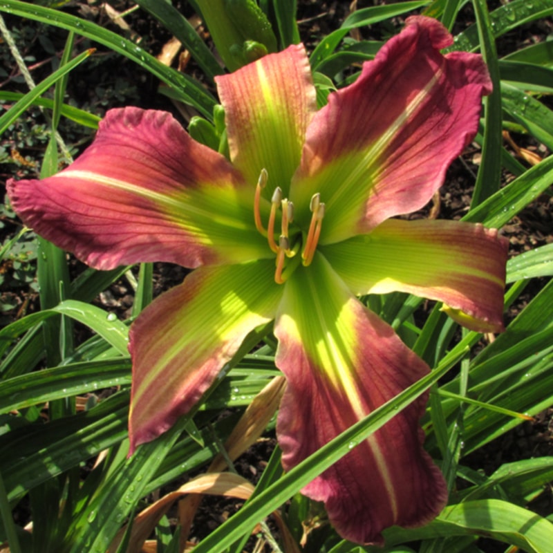 Dish Best Served Cold daylily bloom