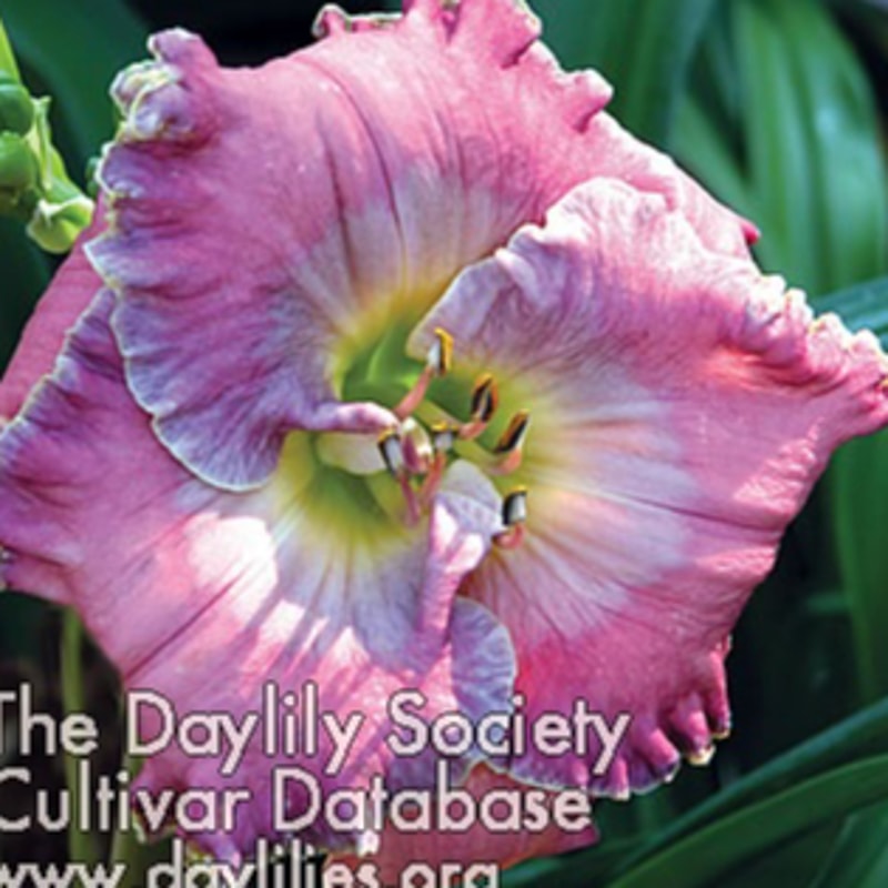 Doyle Pierce daylily bloom