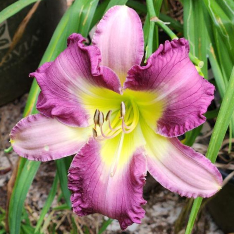 Dream Sequence daylily bloom