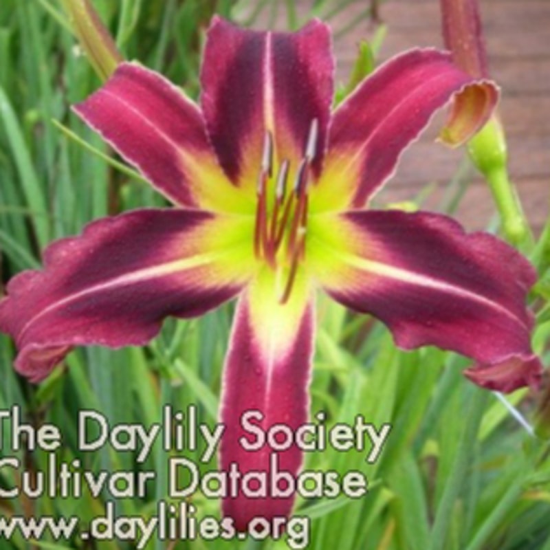 Eggplant Electricity daylily bloom