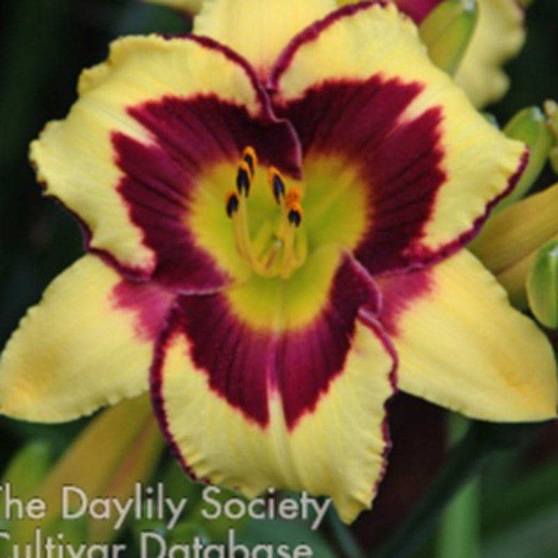 El Desperado daylily bloom