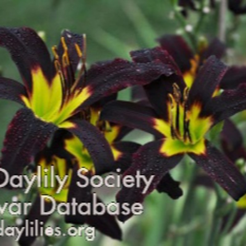 End of the Tunnel daylily bloom
