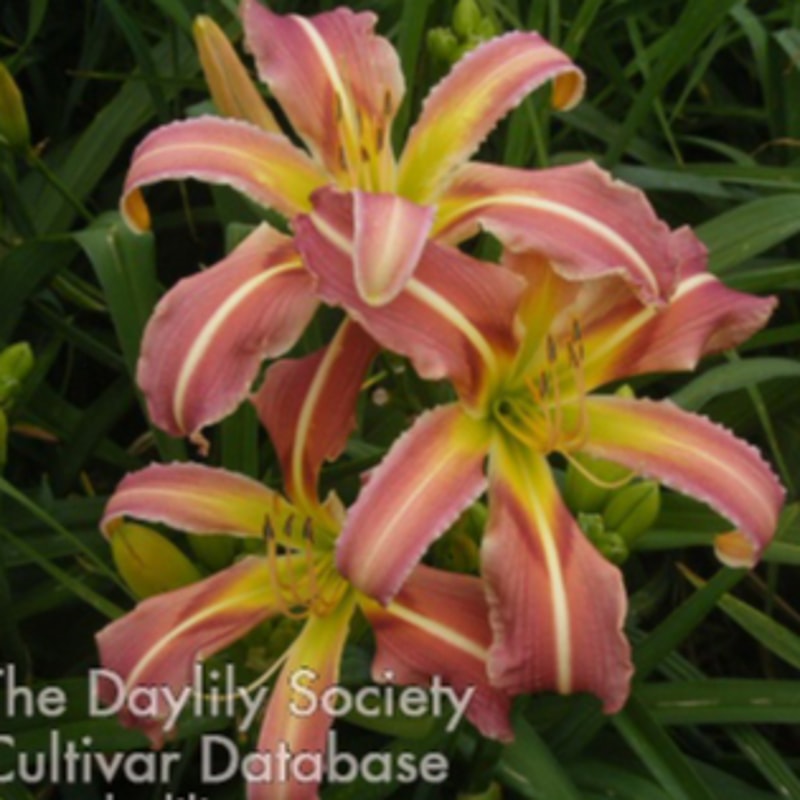 Envy Me daylily bloom