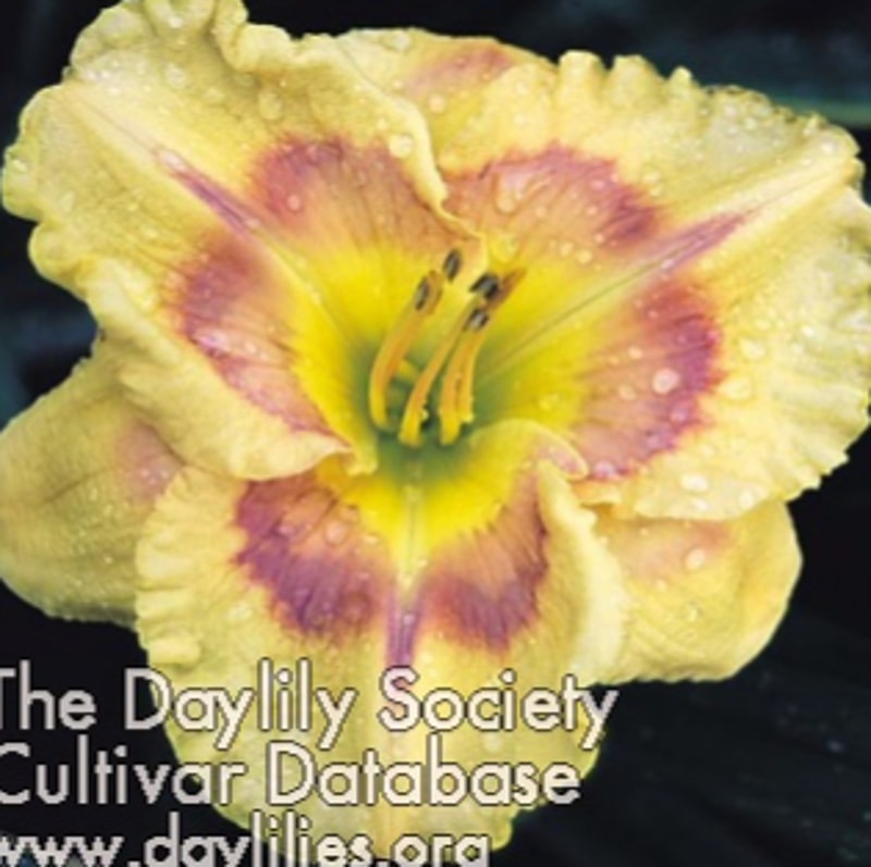 Equilibrium daylily bloom