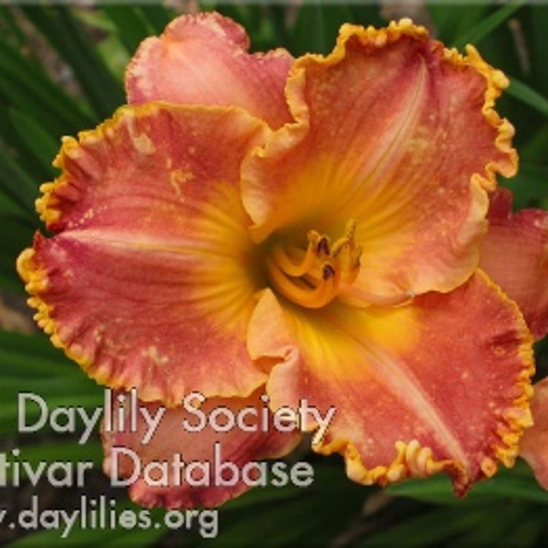 Eternity Road daylily bloom
