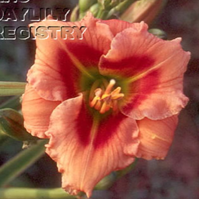 Everybody Loves Earnest daylily bloom