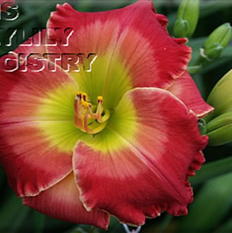 Fear Not daylily bloom