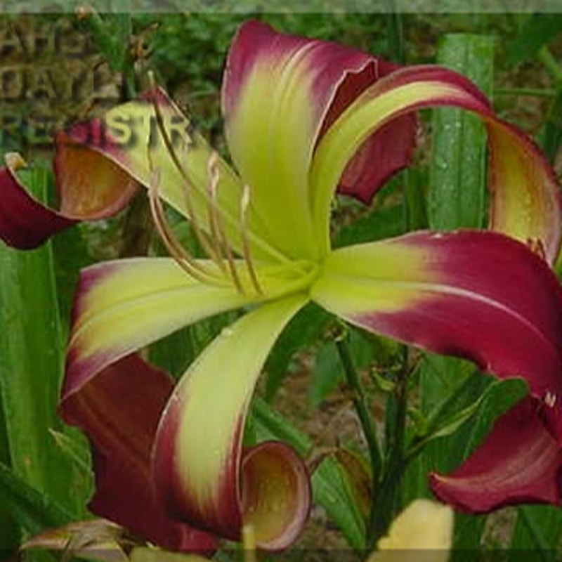 Fitzasaurus daylily bloom