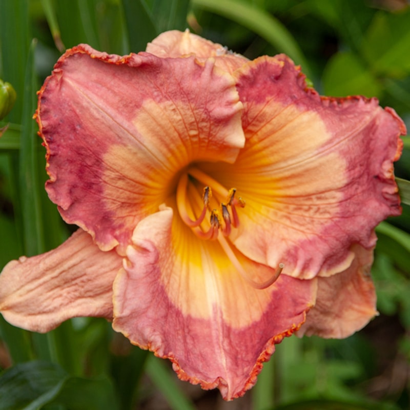 Fuchsia Sunrise daylily bloom