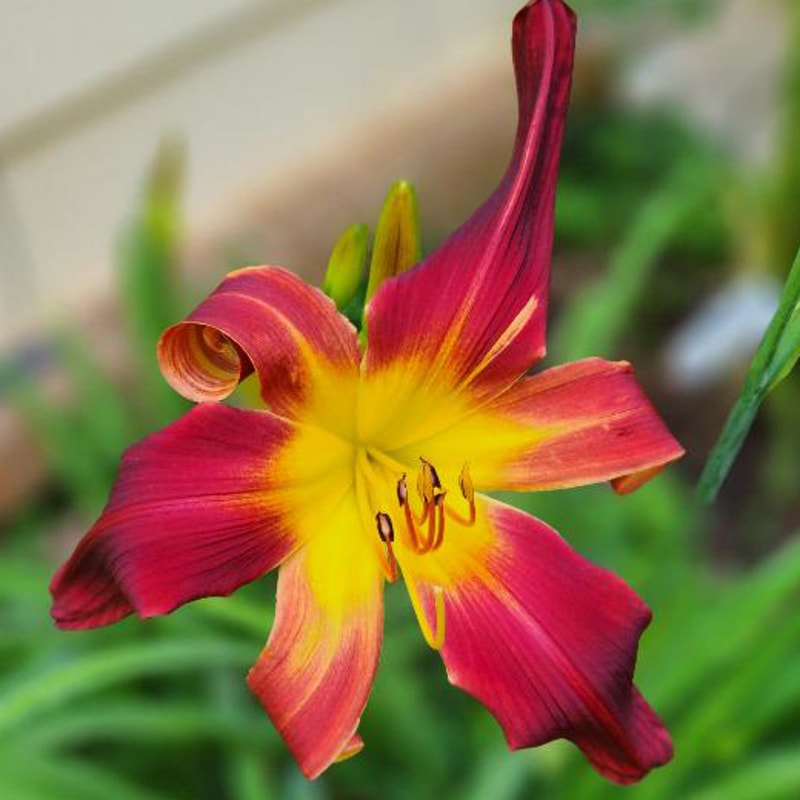Go Seminoles daylily bloom