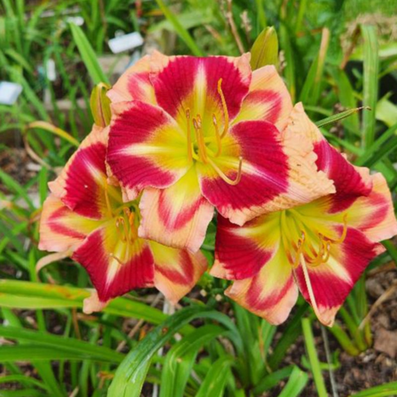 Hat's Off to Sue daylily bloom