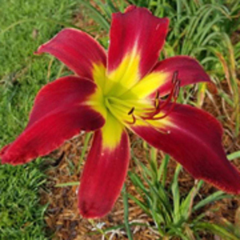 Heavenly United We Stand daylily bloom