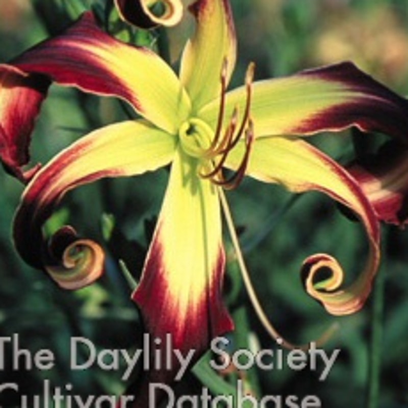 Helix daylily bloom