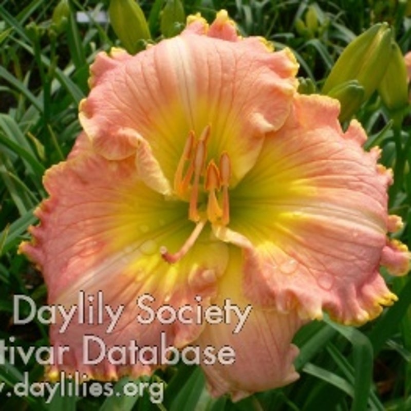Hillbilly Sweetheart daylily bloom