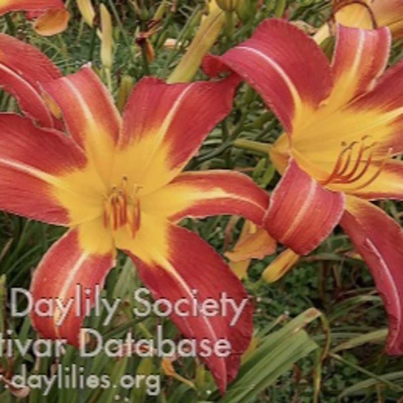 Hunters in the Sky daylily bloom
