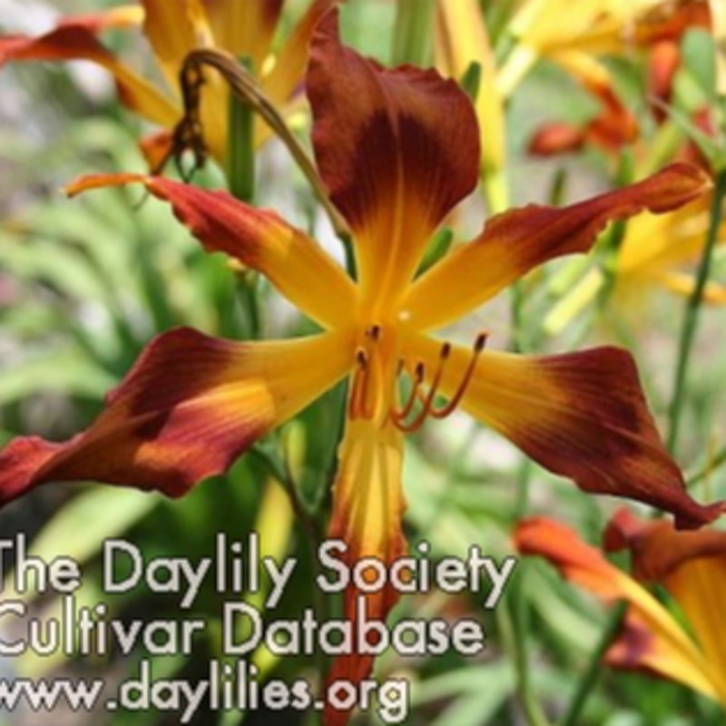 Incy Wincy Spider daylily bloom