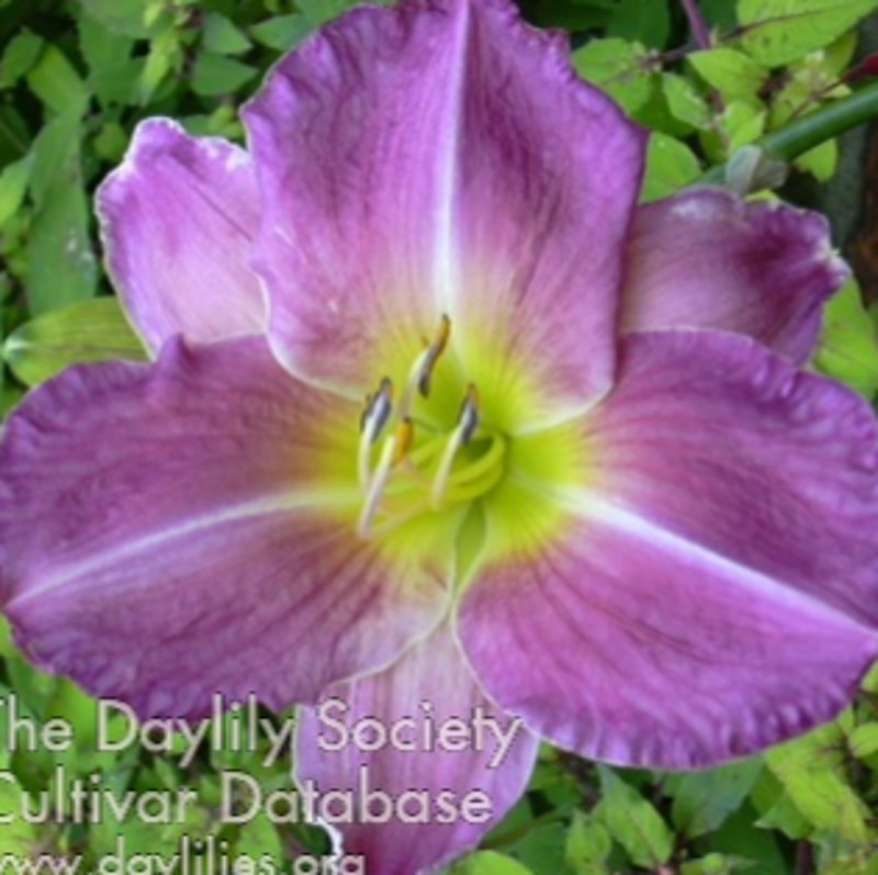 Iridescent Jewell daylily bloom