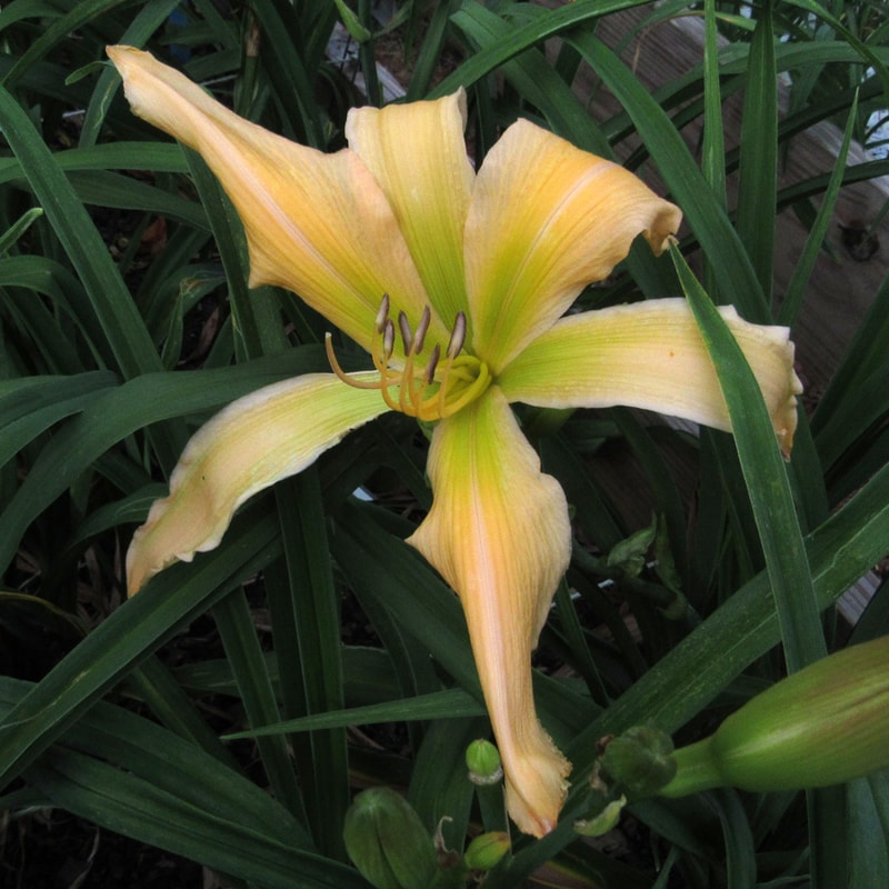 Jan's Twister daylily bloom