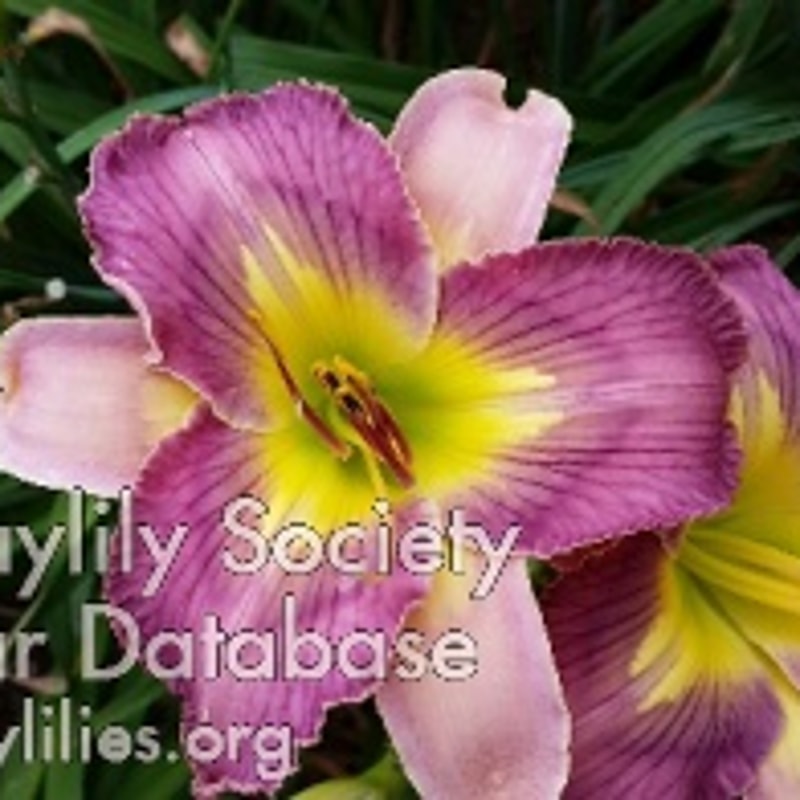 Job Creator daylily bloom