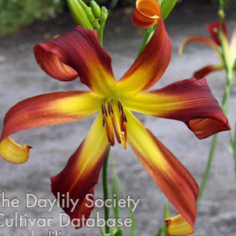 Jumpin' Jan daylily bloom