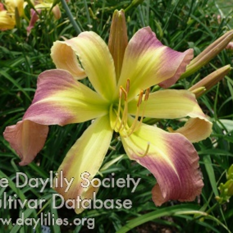 Karen's Curls daylily bloom