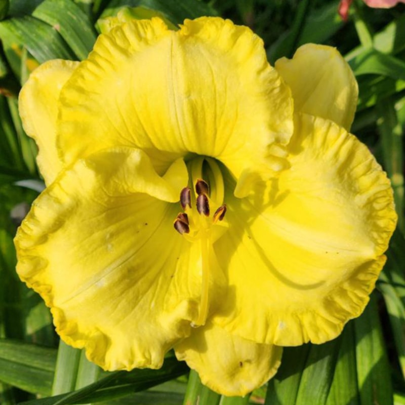 Kennesaw Sunrise daylily bloom