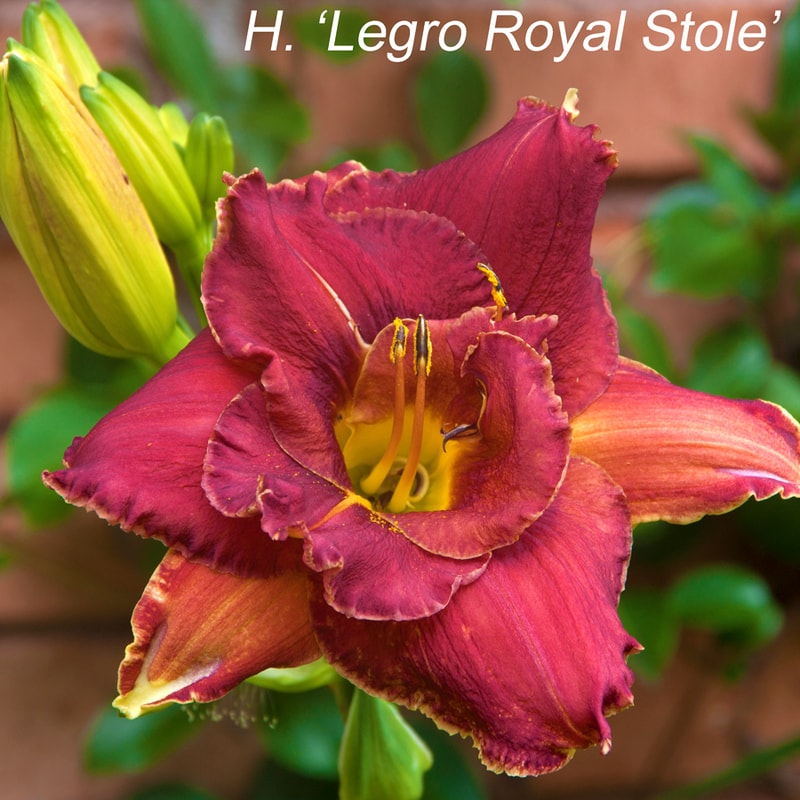 LeGro Royal Stole daylily bloom
