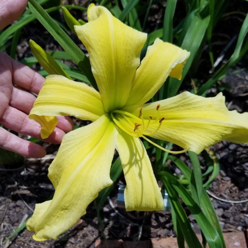 Let Loose daylily bloom