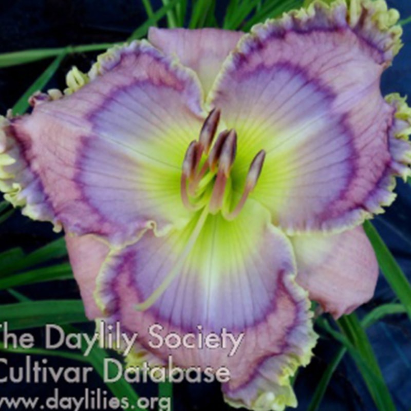 Level Up daylily bloom