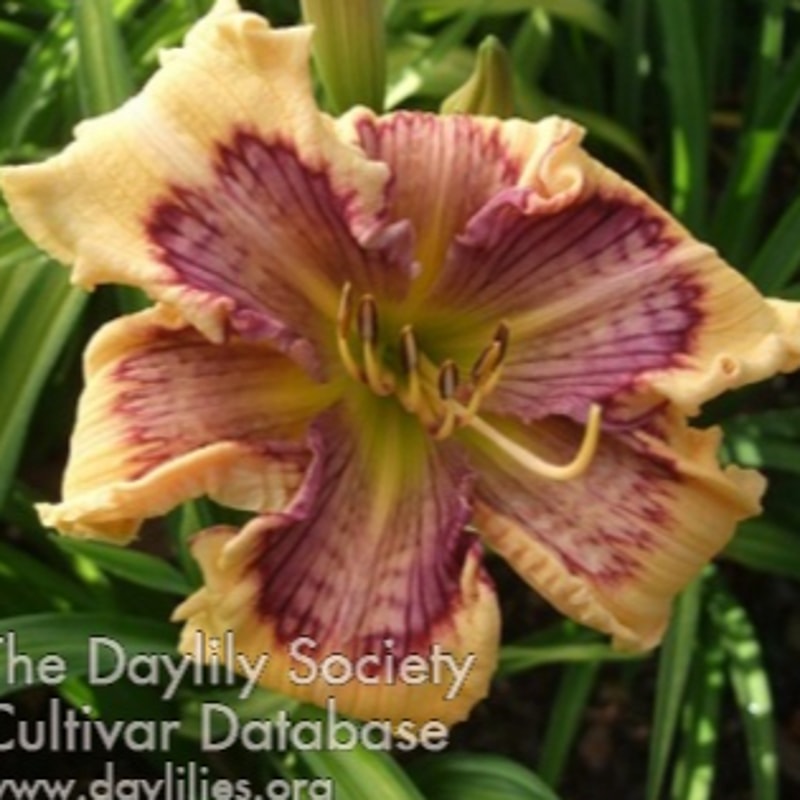Lillian's Shimmy and Shake daylily bloom
