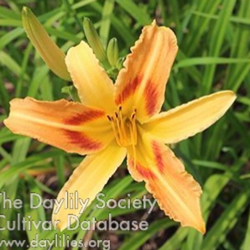 Linda daylily bloom