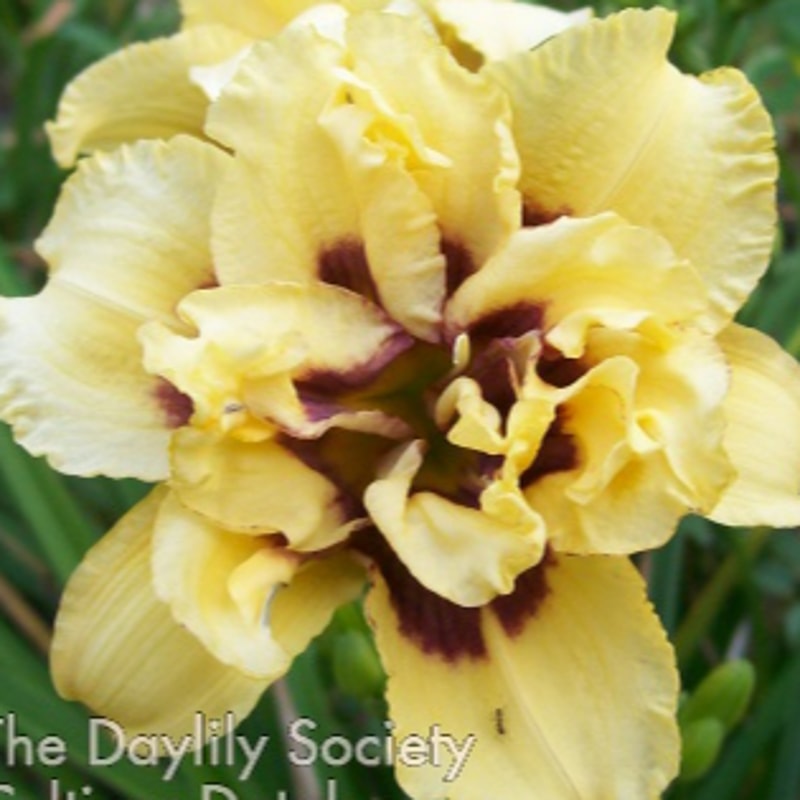 Little Castaway daylily bloom